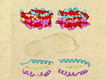 Figure 1: Conserved MHC structures...